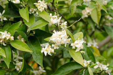 Flowering lemon tree