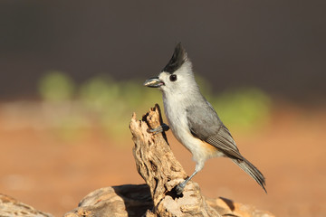 Black-crested Titmouse - Texas