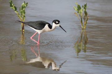 Black-necked Stilt (Himantopus mexicanus) Wading in a Pond