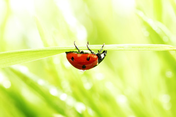 ladybug on grass