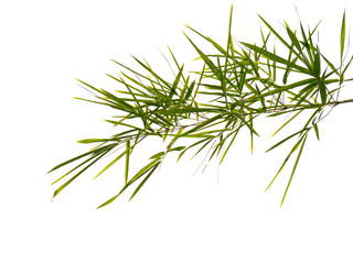 bamboo leaves isolated on white background