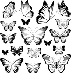 butterfies tattoo silhouettes - obrazy, fototapety, plakaty