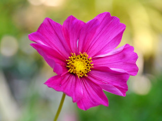 Obraz premium Cosmos Flower
