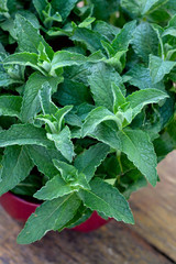 Mint springs in a red pot