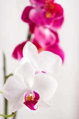 flower white and pink orchids