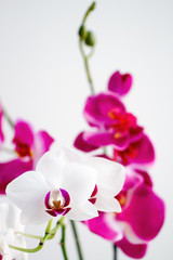 flower white and pink orchids