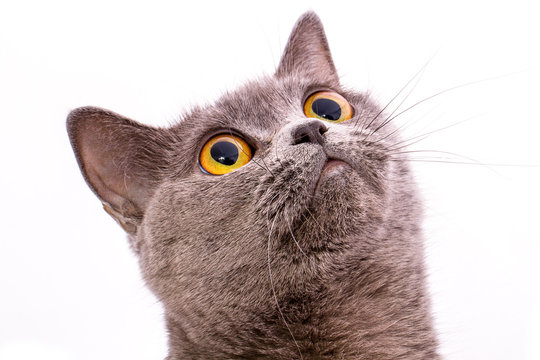 British shorthair gray cat with bright yellow eyes isolated on a