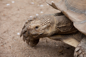 Tortue géante des Seychelles
