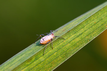 aphids on the green plant leaf, in the wild