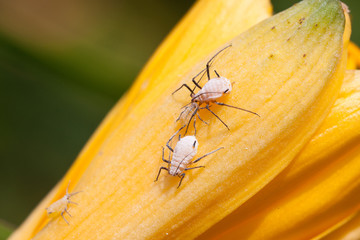 aphids on the green plant leaf, in the wild