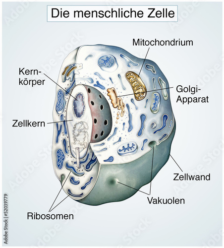 Fototapete Die Menschliche Zelle Gesund Fototapeten Wallsheaven Henrie Fototapete Die Menschliche Zelle Gesund Fototapeten Wallsheaven Henrie