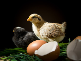 New born chikens
