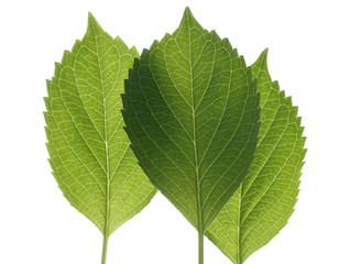 Obraz premium 青葉