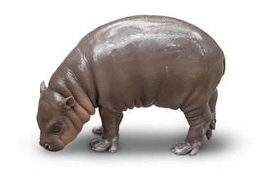 cub of a hippopotamus