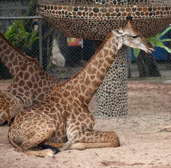 some giraffes sit on sand