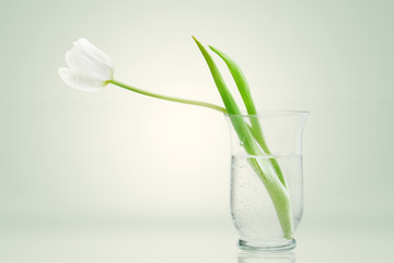tulip in a glass vase