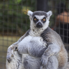 Ring-tailed lemur (Lemur catta)