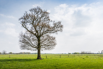 Fototapeta na wymiar Początkujący drzewa na terenach wiejskich w sezonie wiosennym.