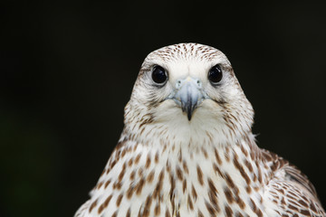 Peregrine