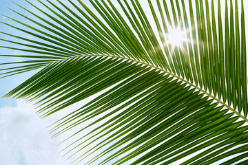Green palm leaves in the sunshine with sunbeam