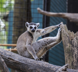 Ring-tailed lemur (Lemur catta)
