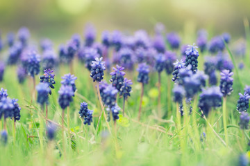 Blue hyacinth flowers