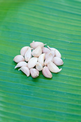 Dried garlic on green leaf