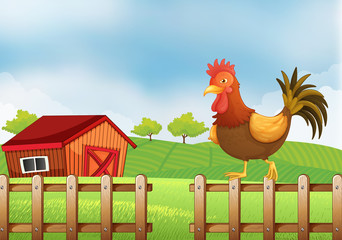 A rooster above the fence © GraphicsRF