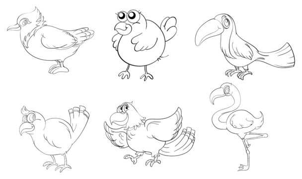 Different birds in doodle design