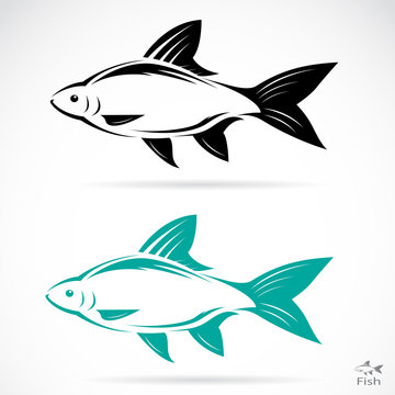 Vector image of an fish on white background