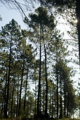 Fototapeta premium pine trees