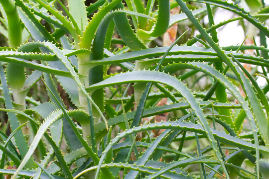 Aloe arborescens asphodelaceae flower closeup