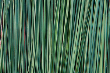 abstract background of green leaves