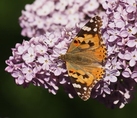 Butterfly on Syringa, lilac flower background