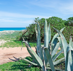 agave by the sea
