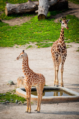 baby giraffes in a zoo