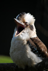 laughing kookaburra australian bird