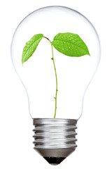 Light bulb with green sprout inside