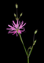 Lychnis flos-cuculi - closeup macro detail Ragged Robin flower