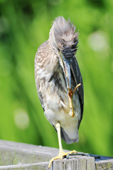 ゴイサギの幼鳥