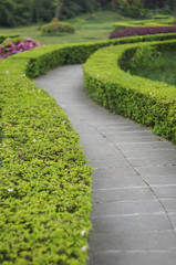 Path in garden