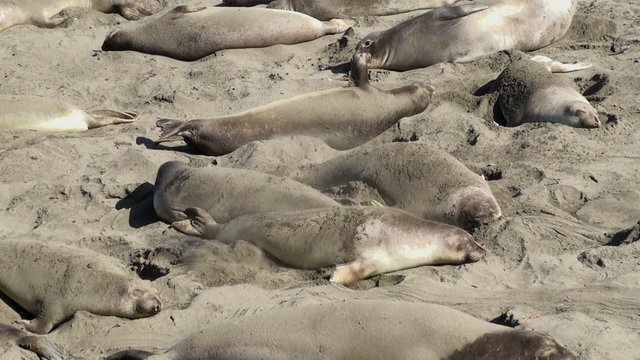 Colony elephant seals (females & pups) on the California coast
