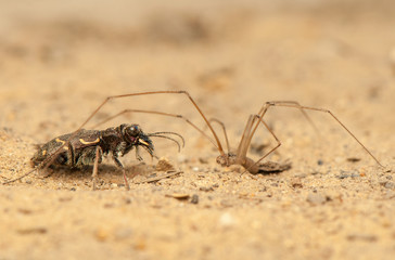 Cicindela hybrida and Pholcus