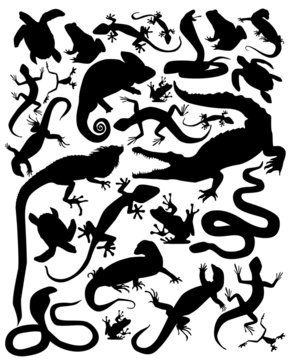 silhouette of reptiles and amphibians