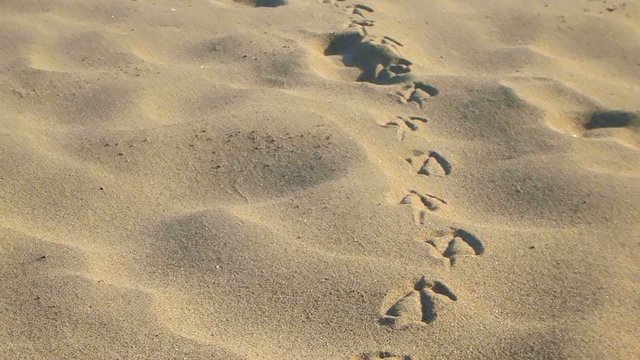 Traccia impronte gabbiano