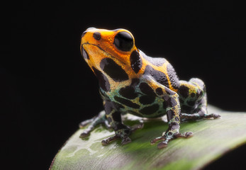 poison frog