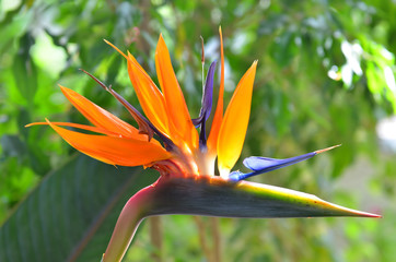 Bird of paradise flowers (Strelitzia) on natural green