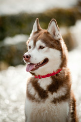 siberian husky