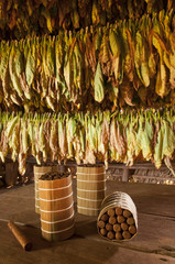 Cuban cigars in drying house