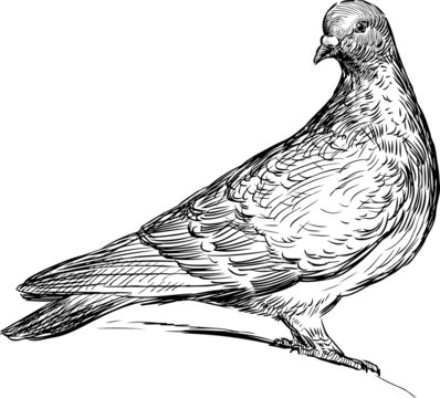 Flying dove, pigeon. Realistic ink sketch of wild bird. 35125119 Vector Art  at Vecteezy